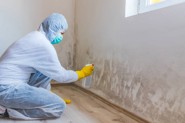Licensed Mold Inspection And Testing service in Port Angeles, WA - Car Mold Remediation